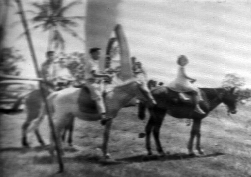 tagaytay horses 2